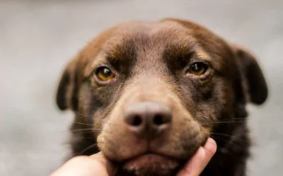 7 handvatten om vertrouwen te herstellen